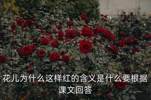 花儿为什么这样红的含义是什么要根据课文回答