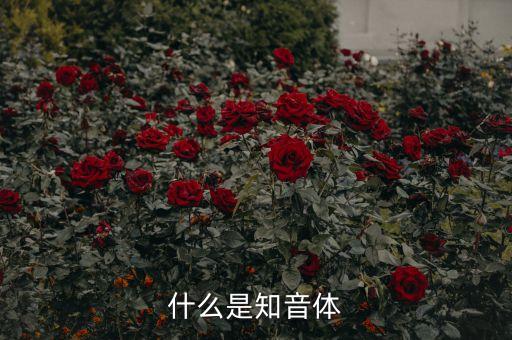 什么是知音体
