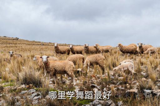 最近的舞蹈培训有哪些，哪里学舞蹈最好