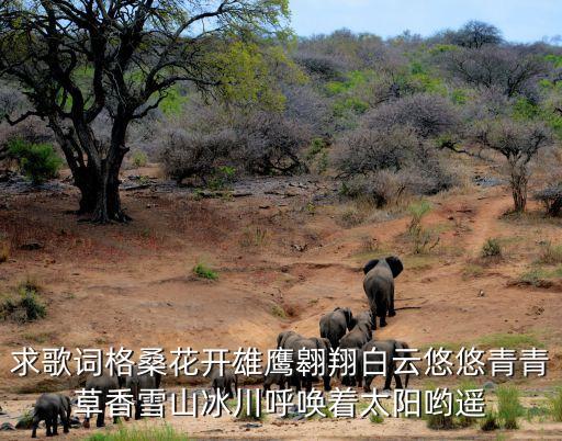 求歌词格桑花开雄鹰翱翔白云悠悠青青草香雪山冰川呼唤着太阳哟遥