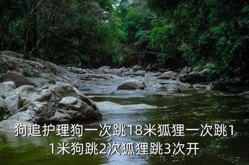 狗狗跳舞的视频素材，狗追护理狗一次跳18米狐狸一次跳11米狗跳2次狐狸跳3次开