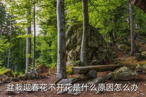 舞春花不怎么开花，盆栽迎春花不开花是什么原因怎么办