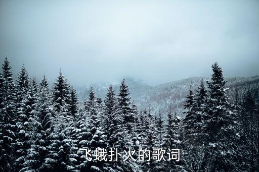 飞蛾扑火的歌词