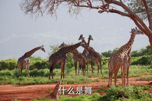 什么是舞，什么是舞