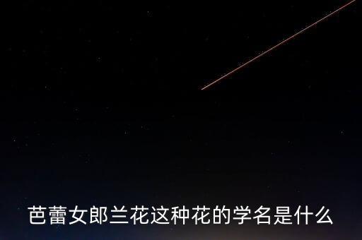 芭蕾女郎兰花这种花的学名是什么