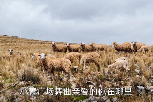 小青广场舞曲亲爱的你在哪里
