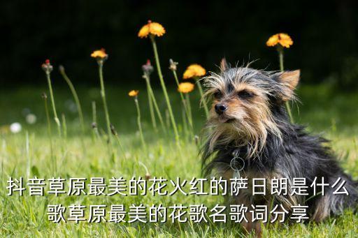 抖音草原最美的花火红的萨日朗是什么歌草原最美的花歌名歌词分享