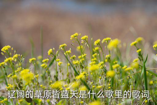 天鹅飞来不想走歌词是什么意思，谁能告诉我这歌是什么意思