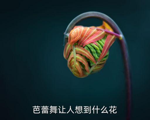 什么花的芭蕾舞，芭蕾女郎兰花这种花的学名是什么