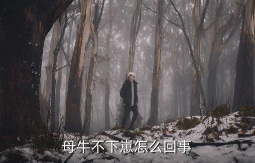 母牛不下崽怎么回事