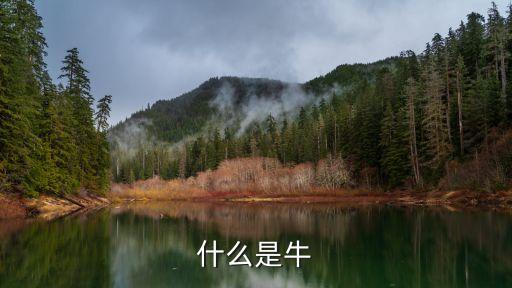 木莉广场舞牛什么牛，什么是牛
