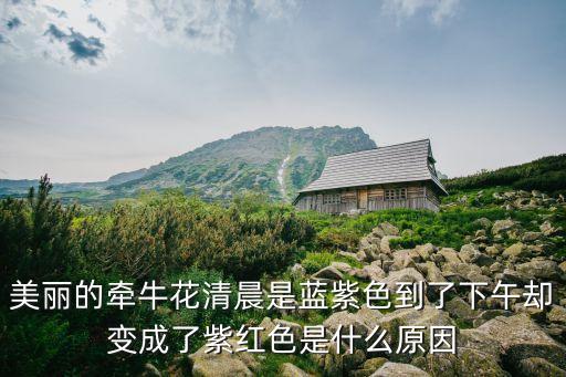 美丽的牵牛花清晨是蓝紫色到了下午却变成了紫红色是什么原因
