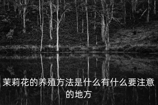 茉莉花的养殖方法是什么有什么要注意的地方