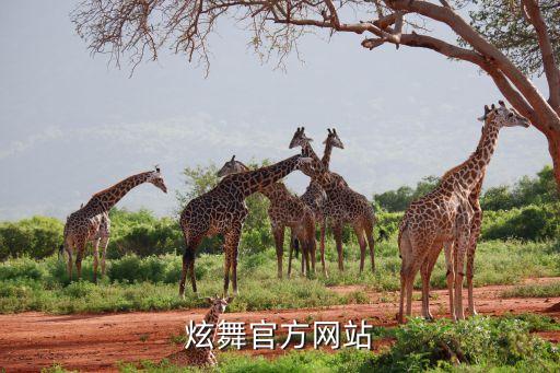 炫舞官方网站