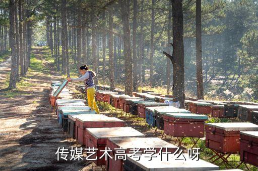 传媒艺术高考学什么呀