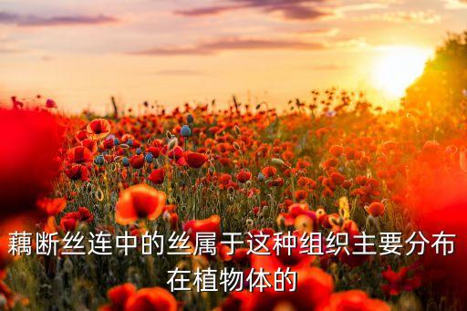 断丝连的丝是什么族，藕断丝连中的丝属于这种组织主要分布在植物体的