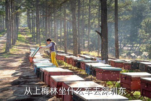 从上梅林坐什么车去深圳东