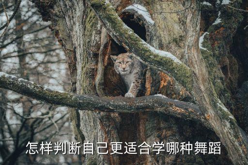 怎么挑选适合自己的广场舞，怎样知道自己适合什么舞蹈
