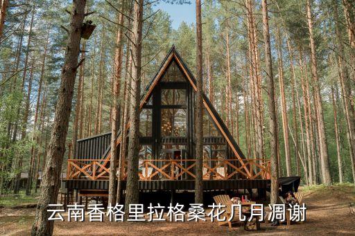 云南香格里拉格桑花几月凋谢