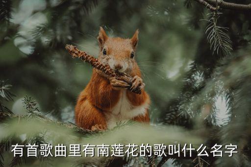 有首歌曲里有南莲花的歌叫什么名字