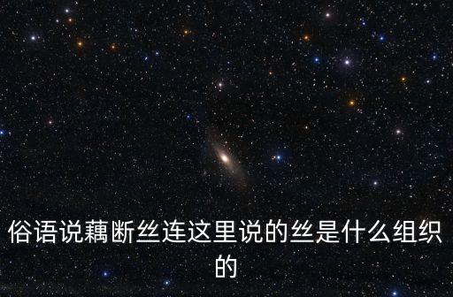 俗语说藕断丝连这里说的丝是什么组织的
