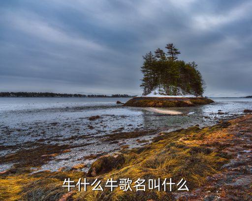 牛什么牛歌名叫什么