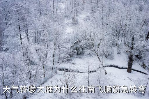 天气转暖大雁为什么往南飞脑筋急转弯