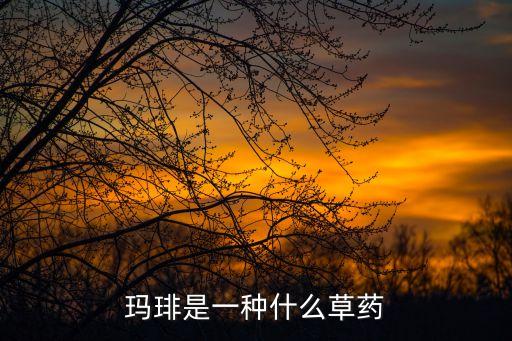 玛琲是一种什么草药