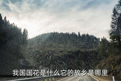 我国国花是什么它的故乡是哪里