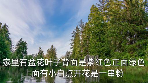 家里有盆花叶子背面是紫红色正面绿色上面有小白点开花是一串粉