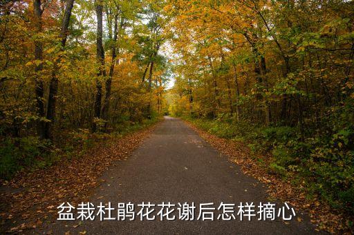 盆栽杜鹃花花谢后怎样摘心