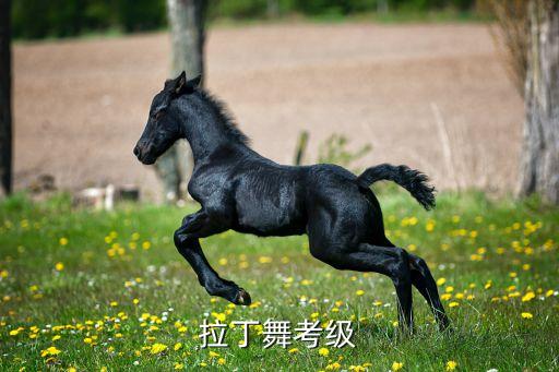 拉丁舞考级