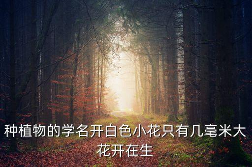 种植物的学名开白色小花只有几毫米大花开在生