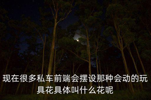 现在很多私车前端会摆设那种会动的玩具花具体叫什么花呢