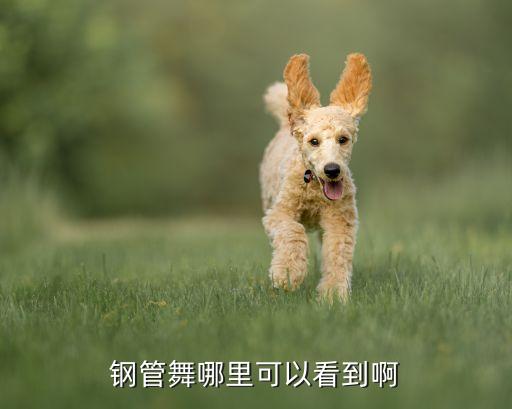 钢管舞哪里可以看到啊