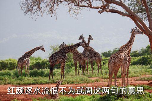 红颜逐水流恨不为武周这两句的意思