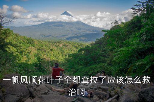 一帆风顺花叶子全都耷拉了应该怎么救治啊