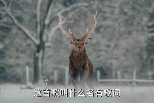 这首歌叫什么名有歌词