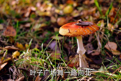 叶子广场舞一路向北