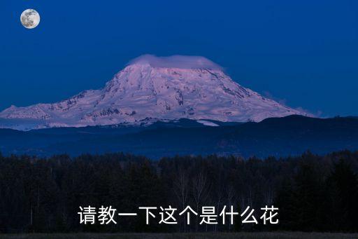 请教一下这个是什么花