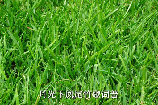 月光下凤尾竹歌词普