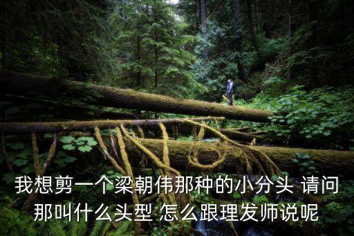 我想剪一个梁朝伟那种的小分头 请问那叫什么头型 怎么跟理发师说呢