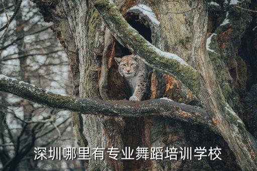 深圳哪里有专业舞蹈培训学校