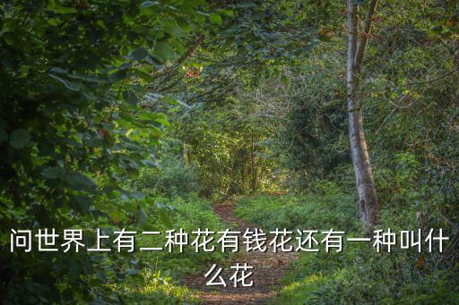 富裕花是什么花，请问这是什么花