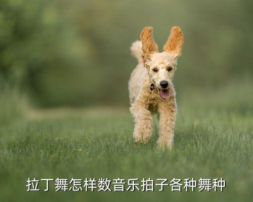 拉丁舞怎样数音乐拍子各种舞种