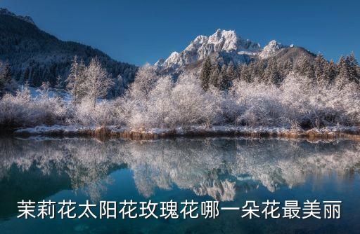 茉莉花太阳花玫瑰花哪一朵花最美丽