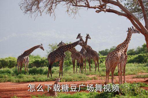 怎么下载糖豆广场舞视频