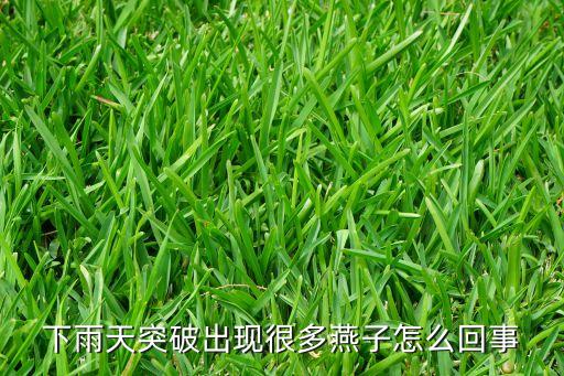 下雨天突破出现很多燕子怎么回事
