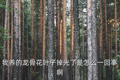 我养的龙骨花叶子掉光了是怎么一回事啊