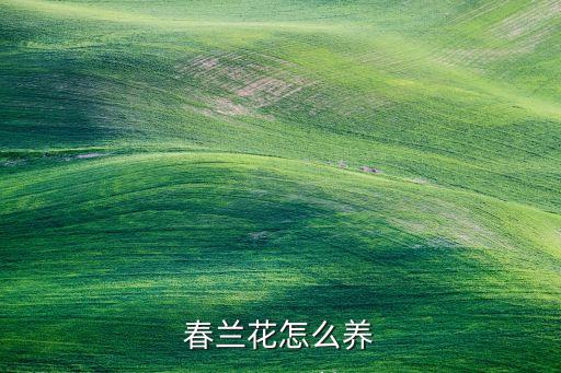 兰花春丽怎么养，春兰花怎么养